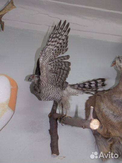 Изготовление чучел любой сложности