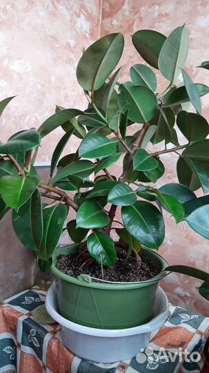 Фикус каучуконосный большой