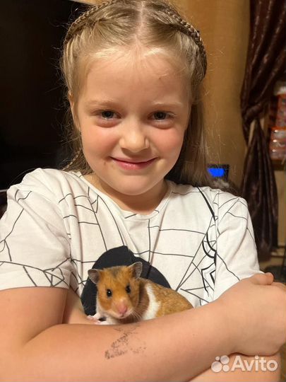 Сирийский хомяк бесплатно девочка