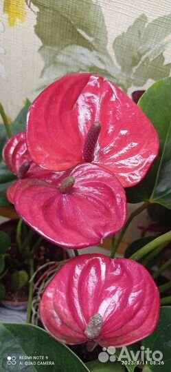 Антуриум Alma