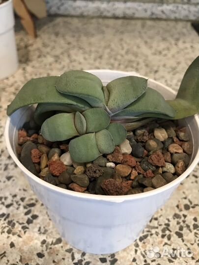 Кактусы и суккуленты