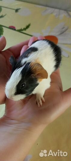 Морская свинка