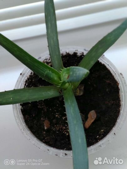 Алоэ Вера (Столетник )