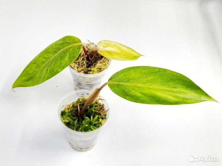 Филодендрон медуза