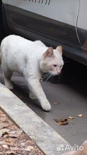 Породистый кот на улице