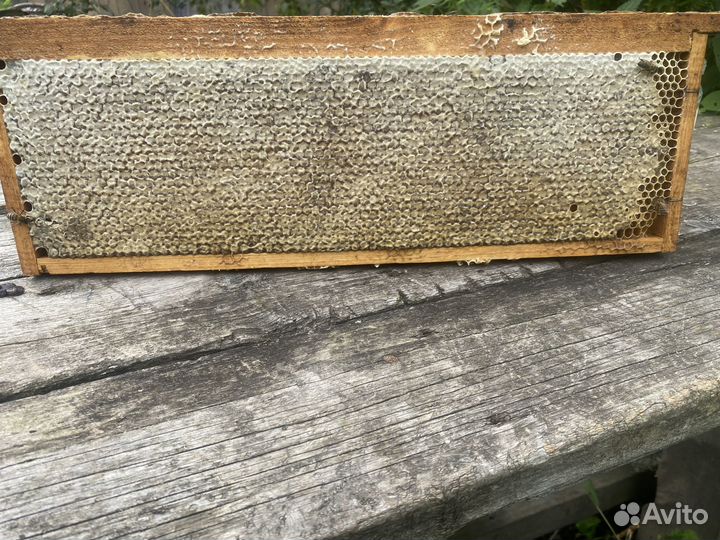 Рамки с сотовым медом из гор с.Лютаево