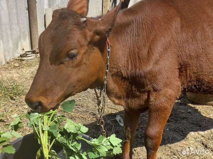 Корова телка