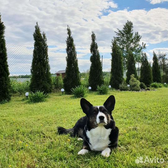Вельш Корги Кардиган для вязки