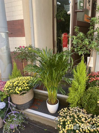 Арека пальма