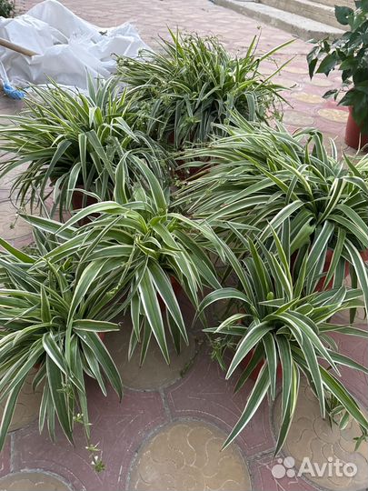 Хлорофитум