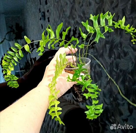 Папоротники для дома