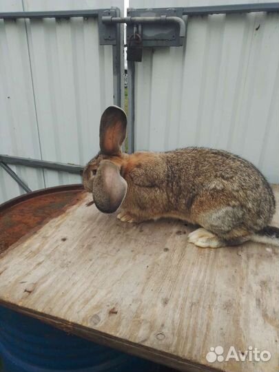 Кролик Самец