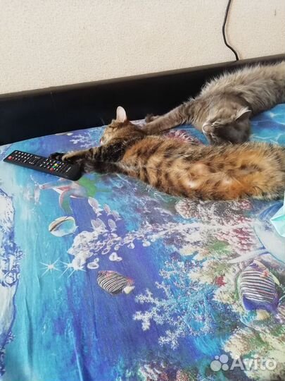 Передержка домашних животных в домашних условиях