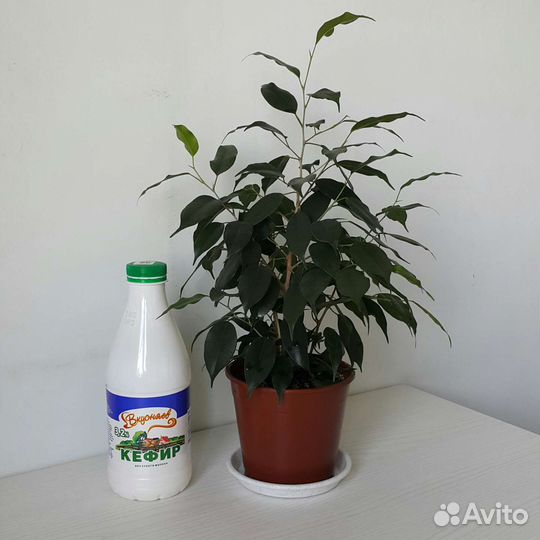 Фикус Бенджамина