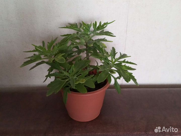 Оленьи рожки-каланхоэ рассеченный