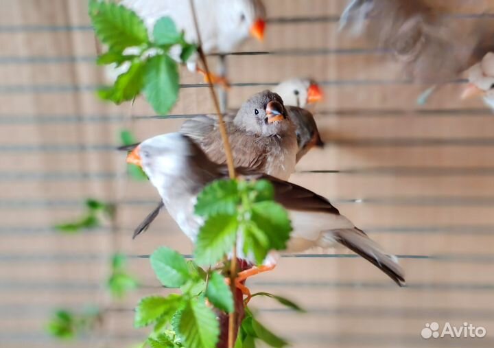 Амадина зебровая