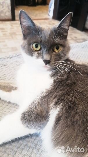 Кошка