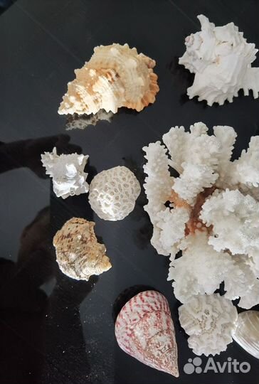 Набор морских ракушек кораллы