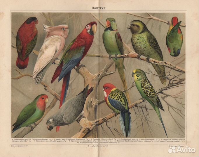 Гравюры. Птицы. Попугаи. 19 век