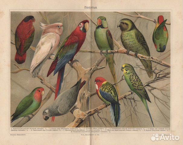 Гравюры. Птицы. Попугаи. 19 век