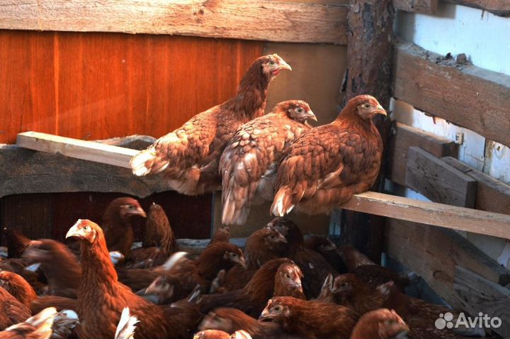 Куры несушки,курица,петухи