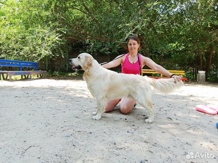 Голден ретривер Вязка