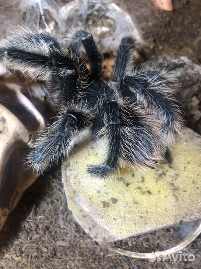 Паук птицеед (Lasiodora parahybana)