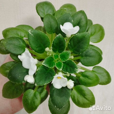 Цветущие фиалки