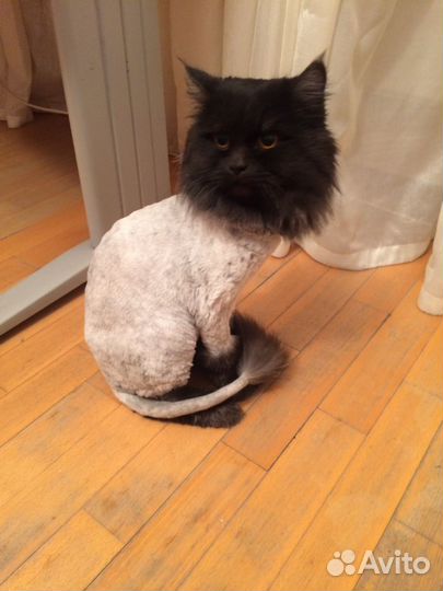 Стрижка кошек с выездом на дом или у меня. Груминг