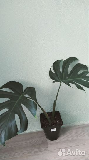 Монстера деликатесная