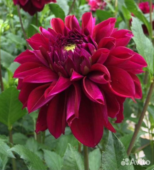 Георгина, клематис