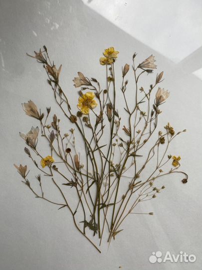 Картина-гербарий 
