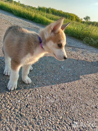 Собака щенок хаски с лайкой