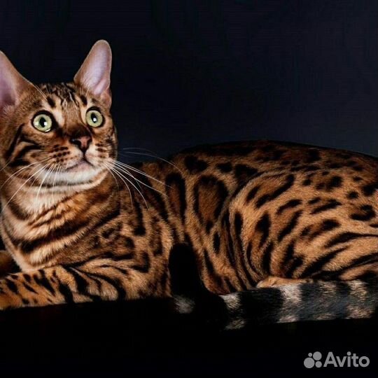 Бенгальский Кот (Вязка )