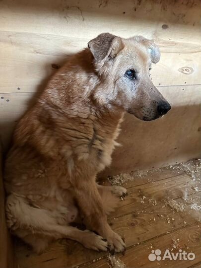 Посмотрите в эти большие печальные глаза