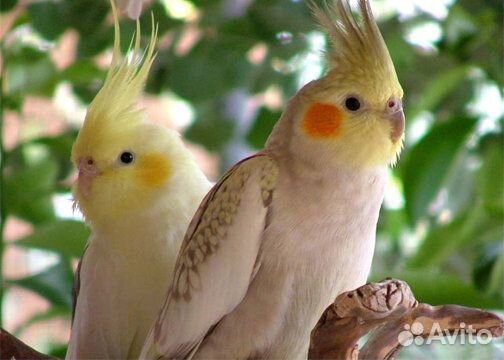 Разные попугаи оптом