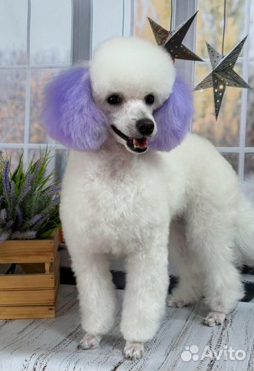 Вязка кобель пудель той