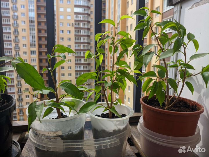 Фикус Наташа