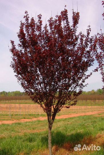 Саженцы (краснолистной) сливы и алычи
