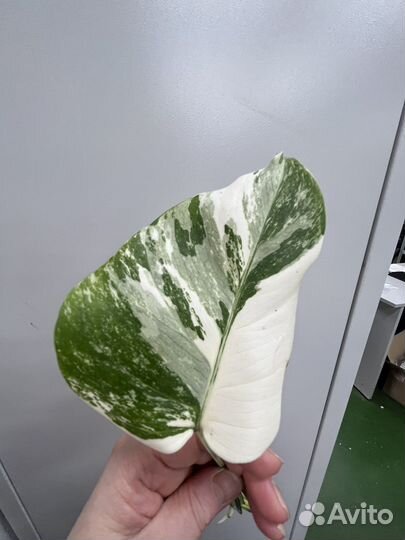 Монстера вариегатная альба черенки