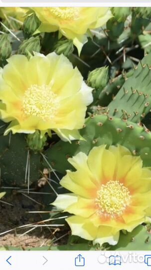 Кактус опунция и другие суккуленты