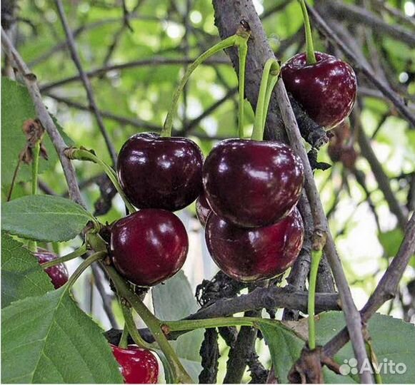 Саженцы Вишни Шалунья