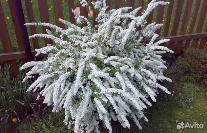 Продаю многолетки