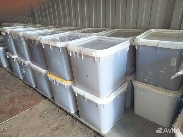 Кориандровый Мед