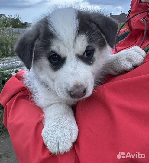 Собаки щенки лайки