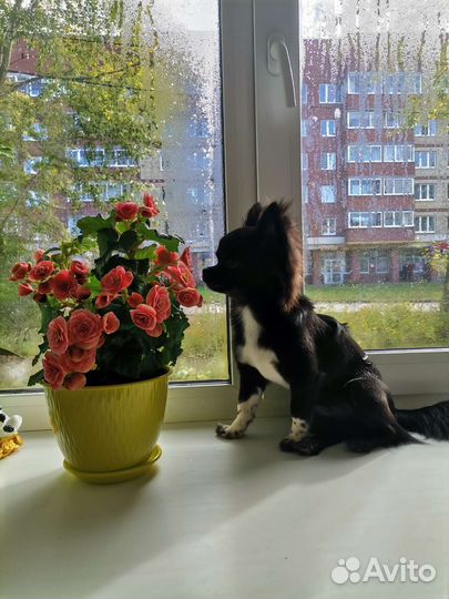 Вязка чихуахуа мальчик