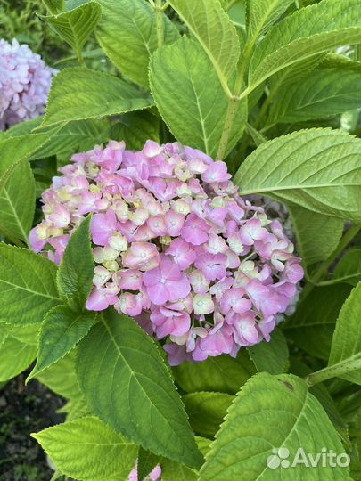 Гортензия саженцы и букеты