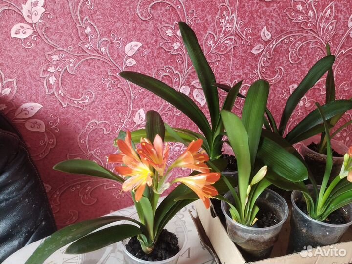 Комнатные цветы кливия