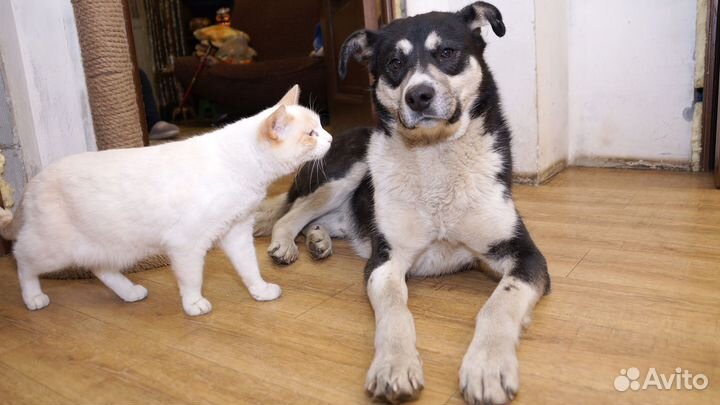 Метис лайки