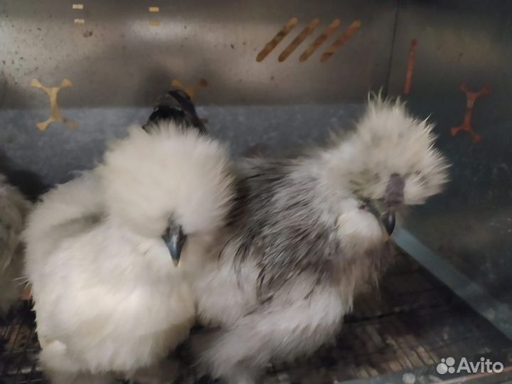 Китайские шелковые